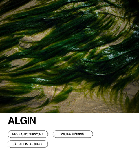 Green seaweed strands spread across wet sand. Below, text reads ALGIN with benefits listed as PREBIOTIC SUPPORT, WATER BINDING, and SKIN-COMFORTING in outlined buttons on a white background.
