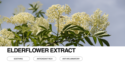 Close-up of elderflower clusters on green stems against a blue sky, with text overlay: “Elderflower Extract” and buttons labeled “Soothing,” “Antioxidant Rich,” and “Anti Inflammatory.”.