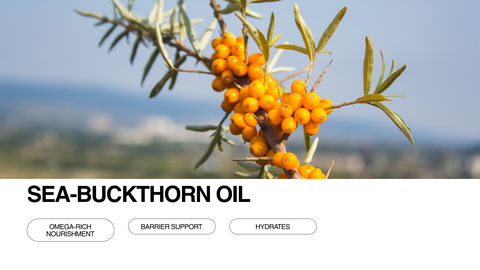 A close-up of orange sea-buckthorn berries on a branch with green leaves, set against a blurred outdoor background. Text below reads Sea-Buckthorn Oil with benefits: omega-rich nourishment, barrier support, hydrates.