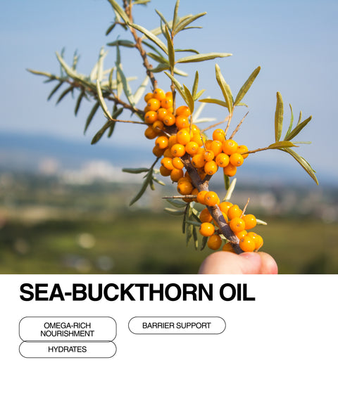A hand holds a branch of sea-buckthorn with clusters of bright orange berries; text below lists benefits of sea-buckthorn oil: omega-rich nourishment, hydrates, and barrier support.