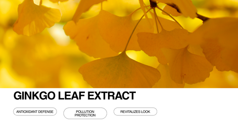 Close-up of yellow ginkgo leaves with text overlay: Ginkgo Leaf Extract. Buttons below read Antioxidant Defense, Pollution Protection, and Revitalizes Look on a light background.