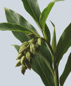 A close-up of a green plant with long leaves and unripe seed pods against a light background reflects the refreshing, natural essence of our Hand & Body Wash, Ginger & Smoky Cardamom.