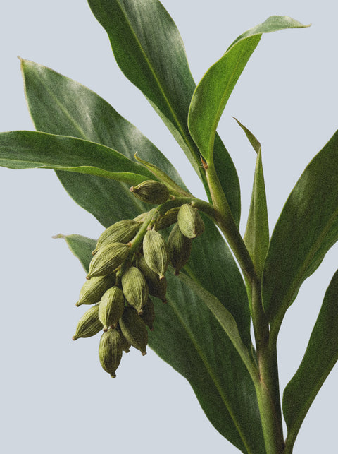 A close-up of a green plant with long leaves and unripe seed pods against a light background reflects the refreshing, natural essence of our Hand & Body Wash, Ginger & Smoky Cardamom.