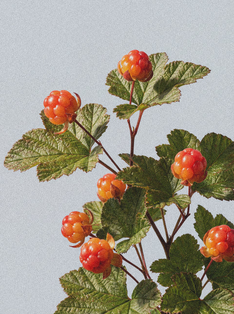 A branch with orange berry clusters and green serrated leaves on a light gray background, evoking the fresh power of natural mineral exfoliation in the Icelandic Volcano Face & Body Scrub.