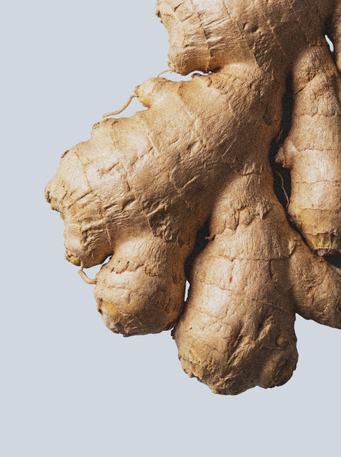 Close-up of fresh ginger root with rough, tan skin on a light blue background—perfect inspiration for our Hand & Body Wash, Ginger & Smoky Cardamom, featuring an invigorating cleanse with subtle spice and warmth.