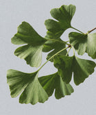 A close-up of a ginkgo branch with fan-shaped leaves inspires botanical extracts featured in Silk Skin Body Serum, Spices & Sandalwood—a perfect choice for nourishing your skin.