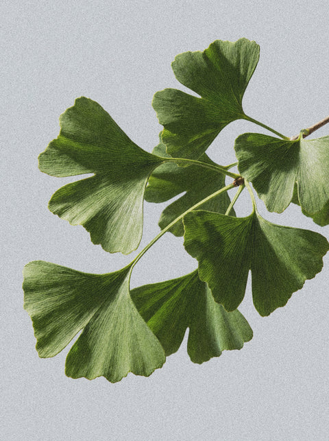 A close-up of a ginkgo branch with fan-shaped leaves inspires botanical extracts featured in Silk Skin Body Serum, Spices & Sandalwood—a perfect choice for nourishing your skin.