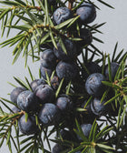 Close-up of juniper berries and green needles against a light background—inspiration for our Silk Skin Body Serum, Woody Amber & Leather, the perfect choice for luxury body care with hydrating benefits.