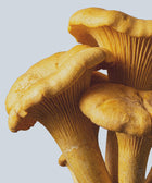 Close-up of three yellow chanterelle mushrooms with ridged caps and thick stems, set against a pale background—evoking the rich texture of Keratin Volume Boost Shampoo, a sulfate-free, volumizing formula enriched with keratin amino acids.