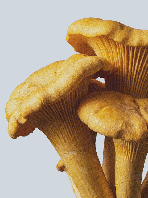 Close-up of three yellow chanterelle mushrooms with ridged caps and thick stems, set against a pale background—evoking the rich texture of Keratin Volume Boost Shampoo, a sulfate-free, volumizing formula enriched with keratin amino acids.