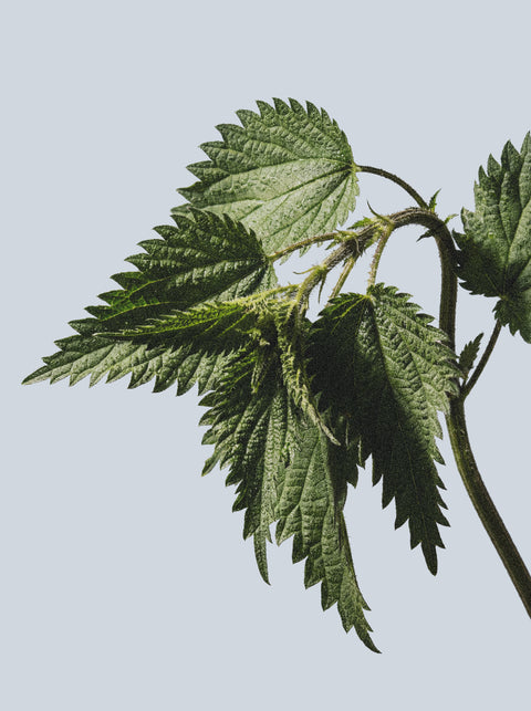 A close-up of a green nettle plant with jagged leaves inspires our Keratin Volume Boost Conditioner, which brings natural lift and vitality to your hair—set against a light blue background.