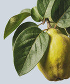 A close-up of a yellow quince hangs from green leaves against a blue background—an inspiring scene for Hand & Body Wash, Patchouli & Amber Vanilla, crafted with nourishing botanical extracts.