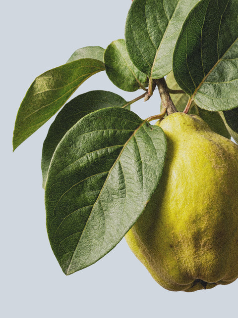A close-up of a yellow quince hangs from green leaves against a blue background—an inspiring scene for Hand & Body Wash, Patchouli & Amber Vanilla, crafted with nourishing botanical extracts.