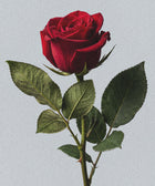 A single red rose with green leaves and a thorny stem on a light gray background captures the elegance of Silk Skin Hand Cream, Woody Amber & Leather—nourishing care with a classic, timeless scent.