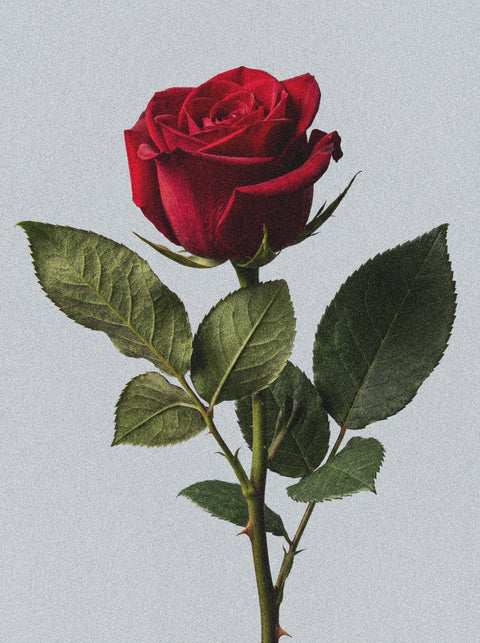 A single red rose with green leaves and a thorny stem on a light gray background captures the elegance of Silk Skin Hand Cream, Woody Amber & Leather—nourishing care with a classic, timeless scent.