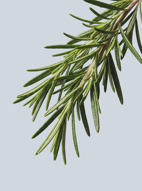 A close-up of fresh rosemary with green needle-like leaves against a pale blue background—ideal for Deep Cleanse Scalp Scrub, Rosemary & Mint, to exfoliate and support healthy hair growth.