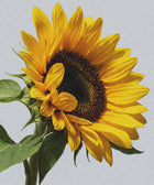 A vibrant yellow sunflower with wide petals and a dark center, against a light background, echoes the renewing touch of 5% Urea + 2% Panthenol Body Cream for keratosis pilaris. Green leaves accent its sturdy stem, symbolizing smooth, nourished skin.