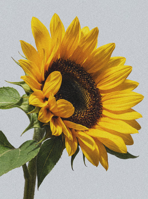 A vibrant yellow sunflower with wide petals and a dark center, against a light background, echoes the renewing touch of 5% Urea + 2% Panthenol Body Cream for keratosis pilaris. Green leaves accent its sturdy stem, symbolizing smooth, nourished skin.