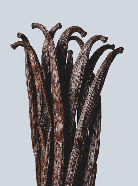 A close-up of dried vanilla beans standing upright against a light grey background, reflecting the rich essence found in Hand & Body Wash, Patchouli & Amber Vanilla. The dark brown pods evoke nourishing botanical extracts.