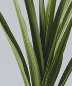 Close-up of long, green leaves against a light grey background. The vibrant texture evokes the freshness and repair of dry skin, inspired by Silk Skin Hand Cream, Spices & Sandalwood.