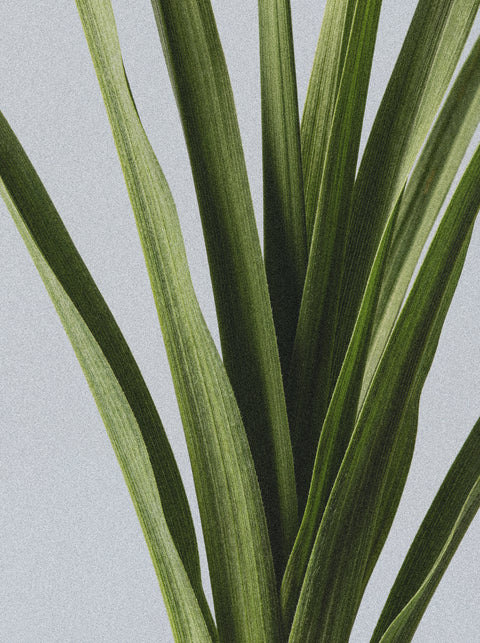 Close-up of long, green leaves against a light grey background. The vibrant texture evokes the freshness and repair of dry skin, inspired by Silk Skin Hand Cream, Spices & Sandalwood.