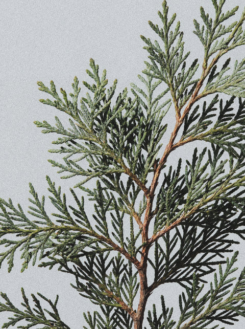 A close-up of a green pine branch with needle-like leaves against a light gray background, capturing the forest fresh scent of Hand & Body Wash, Peppermint & Dark Cedar.